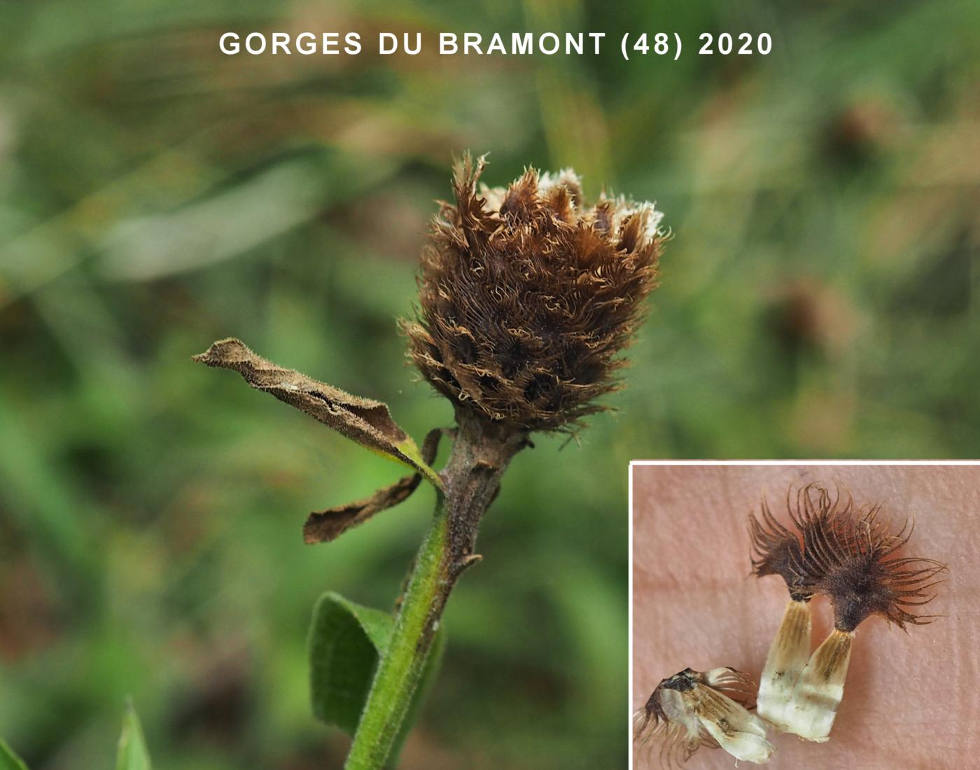 Knapweed [large-flowered] fruit